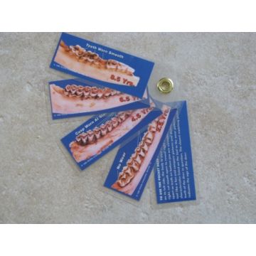 Pocket Deer Aging Tool