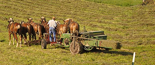 Amish Farmer